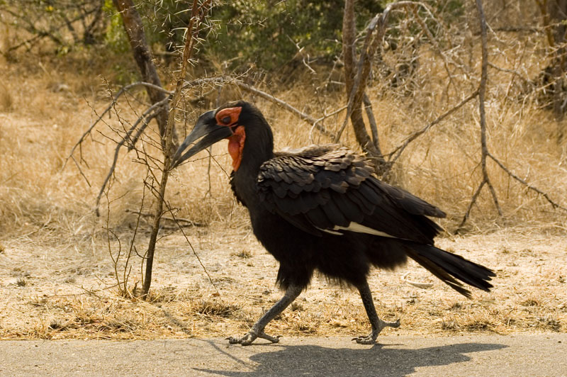 Ground Hornbill