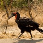 Ground Hornbill