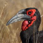 ~ground hornbill~