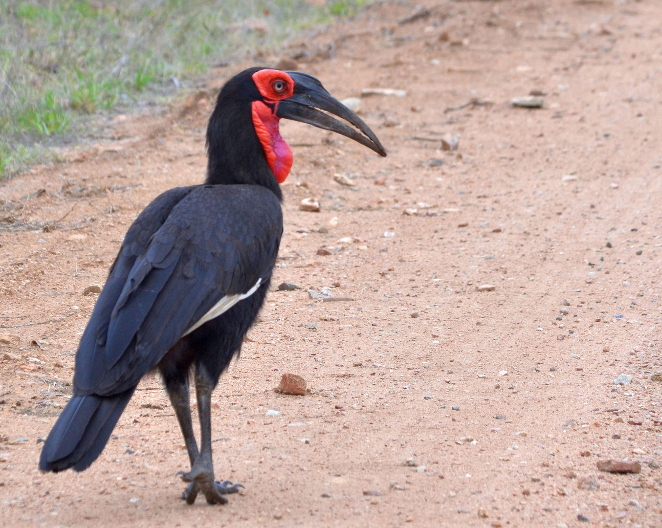 Ground hornbill