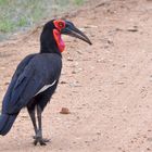 Ground hornbill