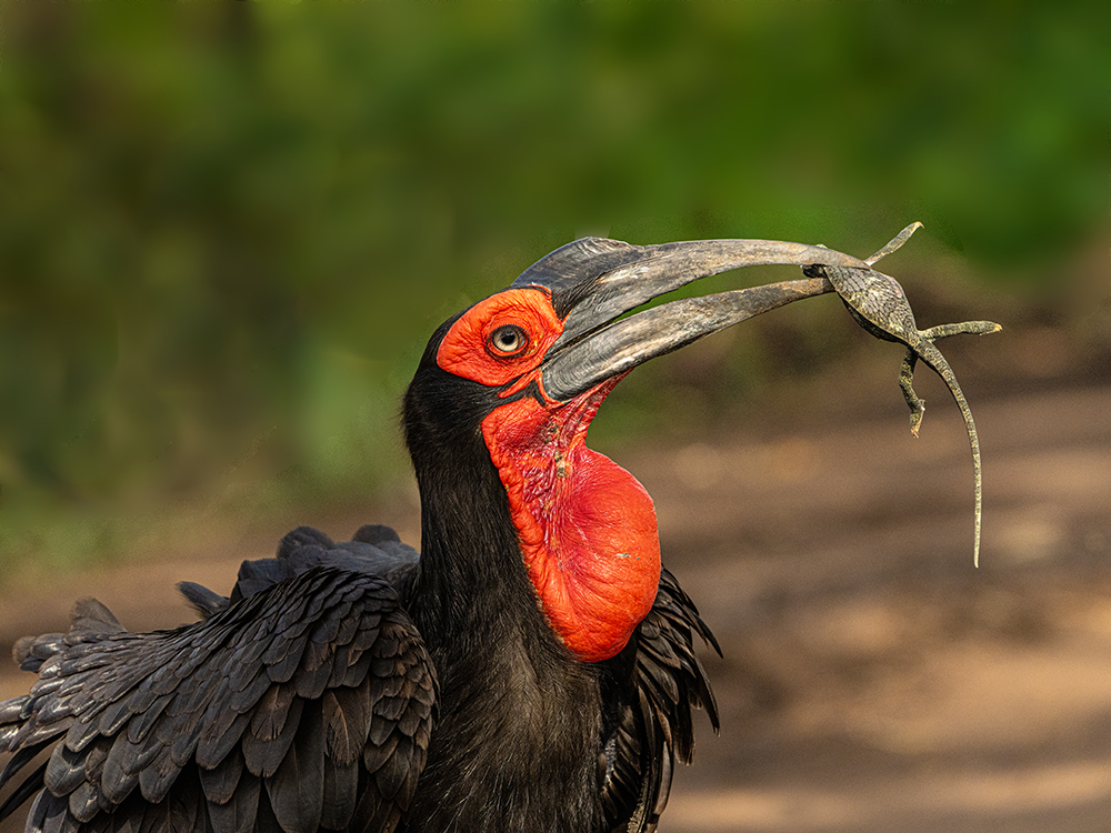 Ground Hornbill catch