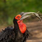 Ground Hornbill catch