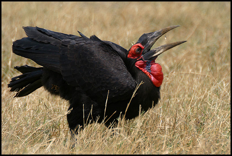 Ground Hornbill