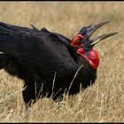 Ground Hornbill