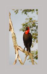 Ground hornbill oder südlicher Hornrabe