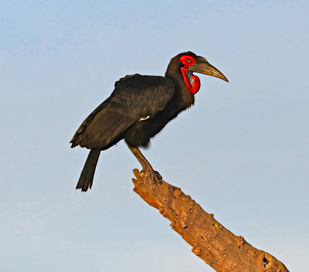 Ground Hornbill on tree