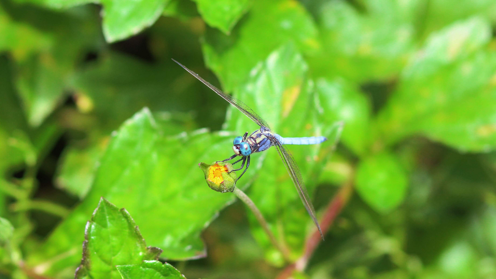 Ground Skimmer (Chalky Percher)