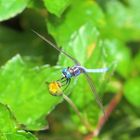 Ground Skimmer (Chalky Percher)