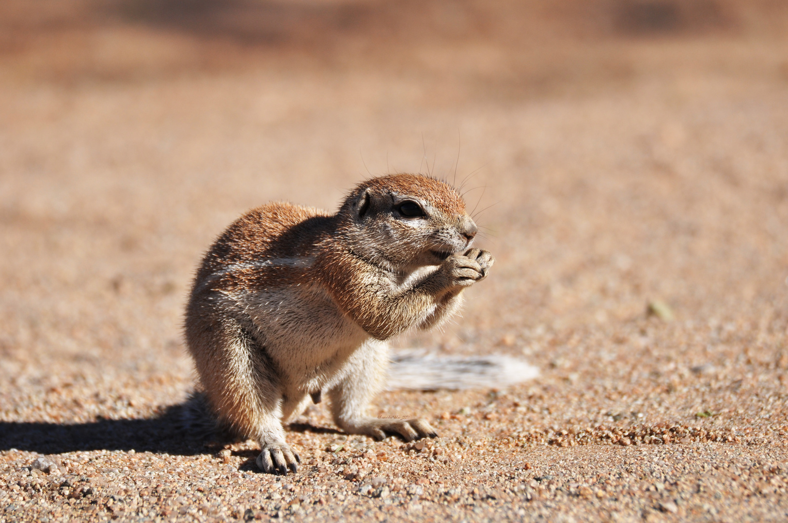 Ground Squirel having Breakfast