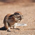 Ground Squirel having Breakfast