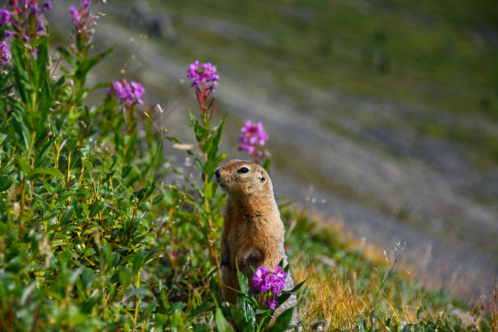 ground squirl