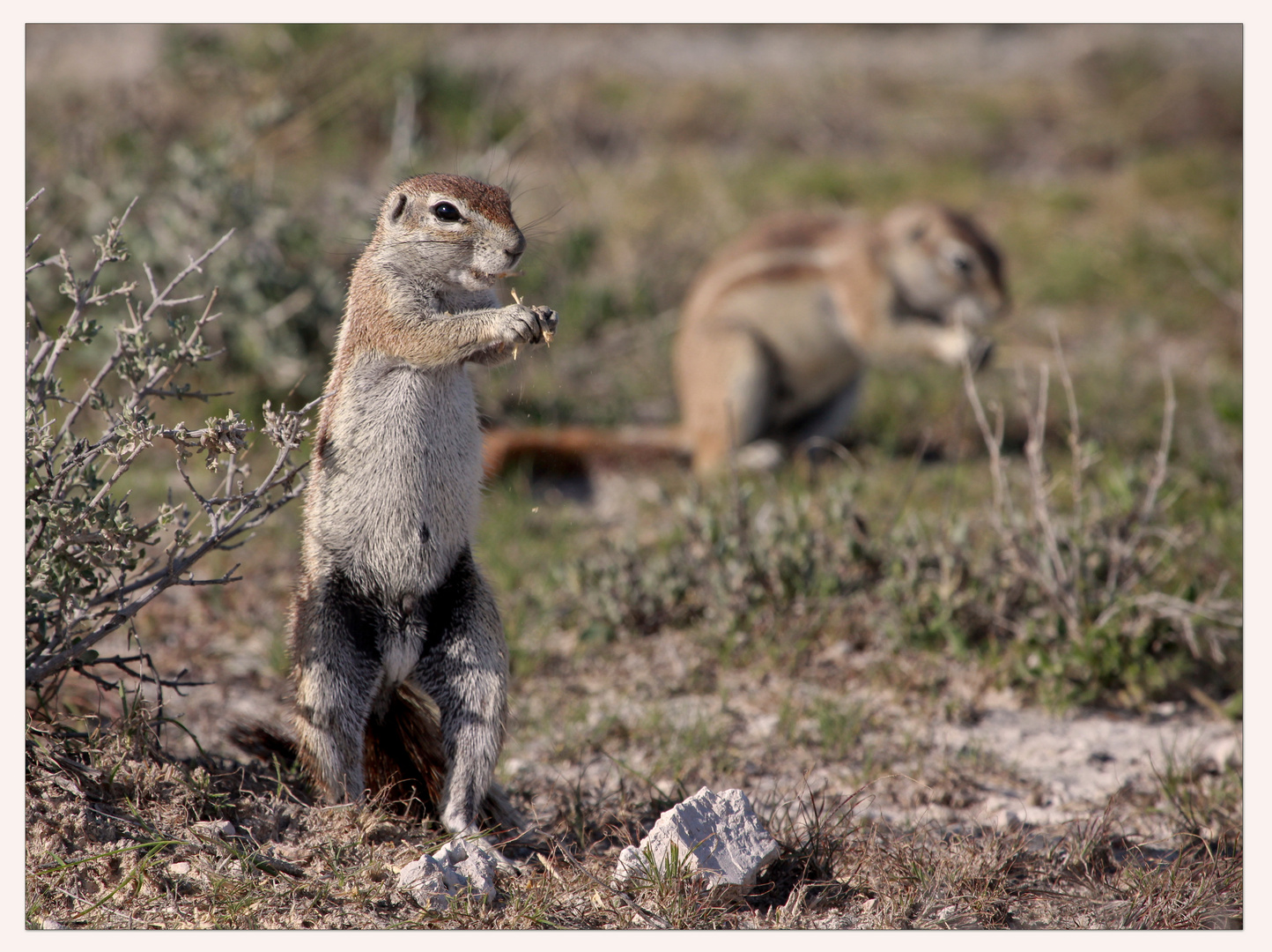 Ground Squirrel