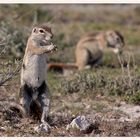 Ground Squirrel