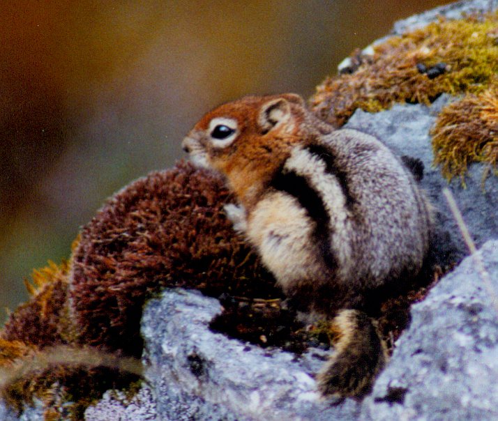 Ground Squirrel 2