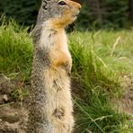 Ground Squirrel