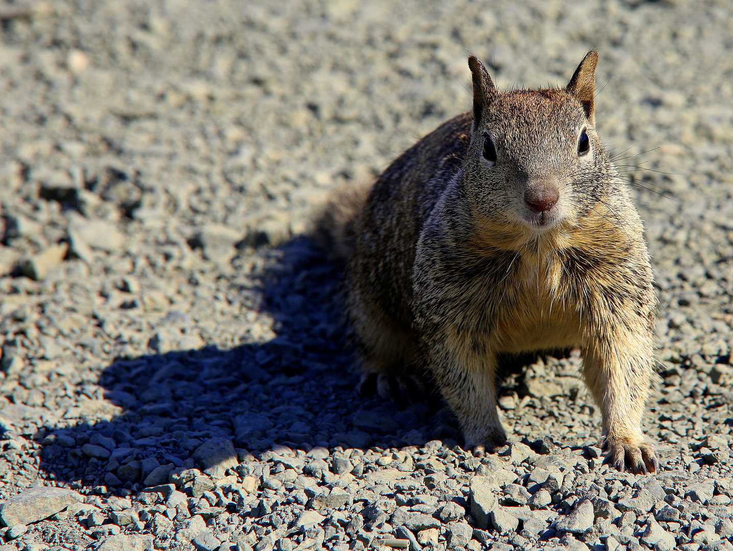 Ground squirrel :-)