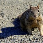 Ground squirrel :-)