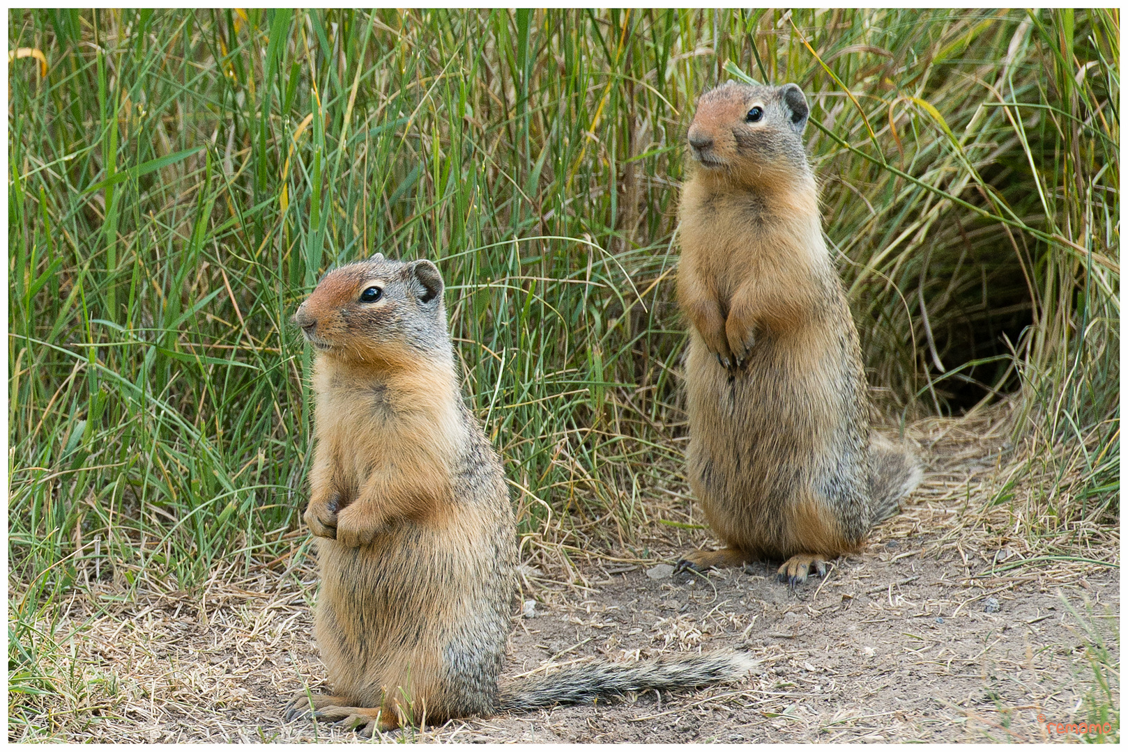 Ground Squirrel