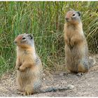 Ground Squirrel