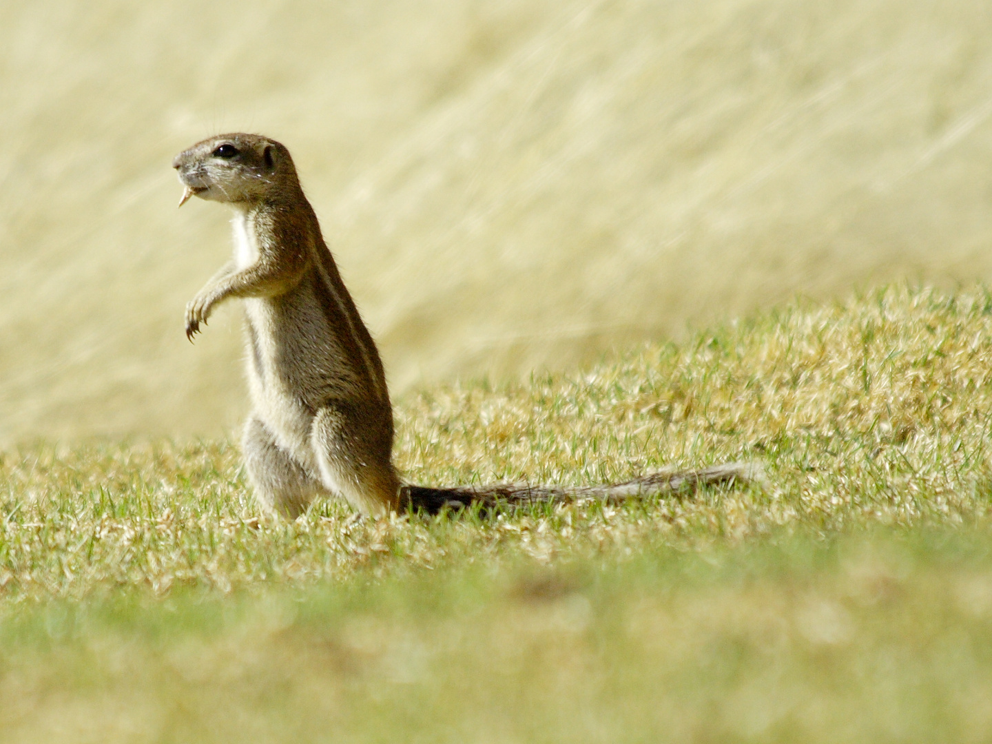 Ground squirrel