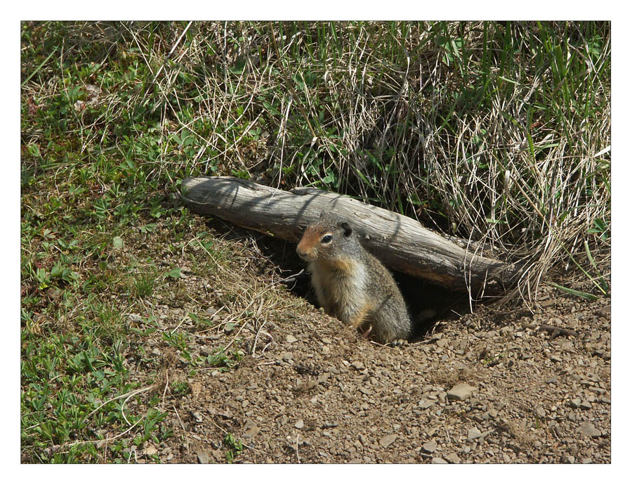 Ground Squirrel