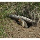 Ground Squirrel