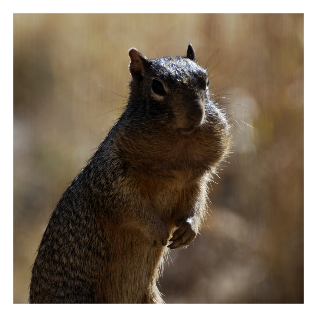 Ground Squirrel