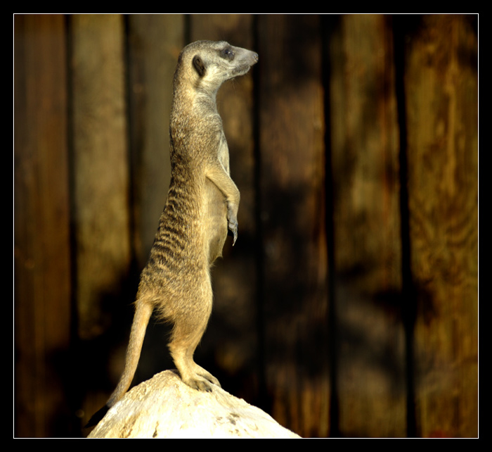 ground squirrel