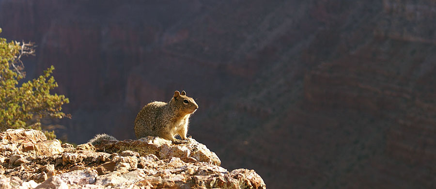 Ground Squirrel am Grand Canyon