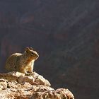 Ground Squirrel am Grand Canyon