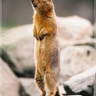 Ground Squirrel