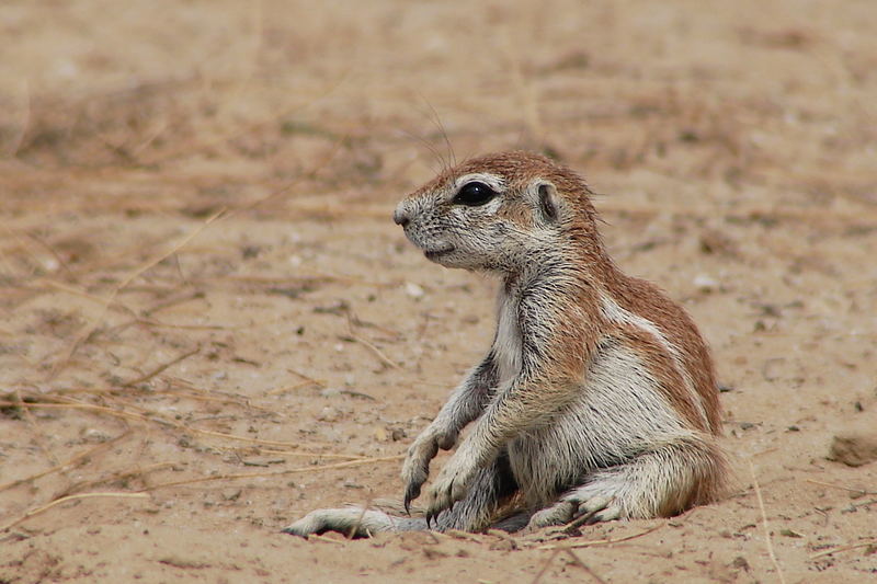 Ground Squirrel