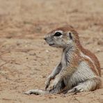 Ground Squirrel