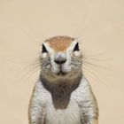 Ground Squirrel