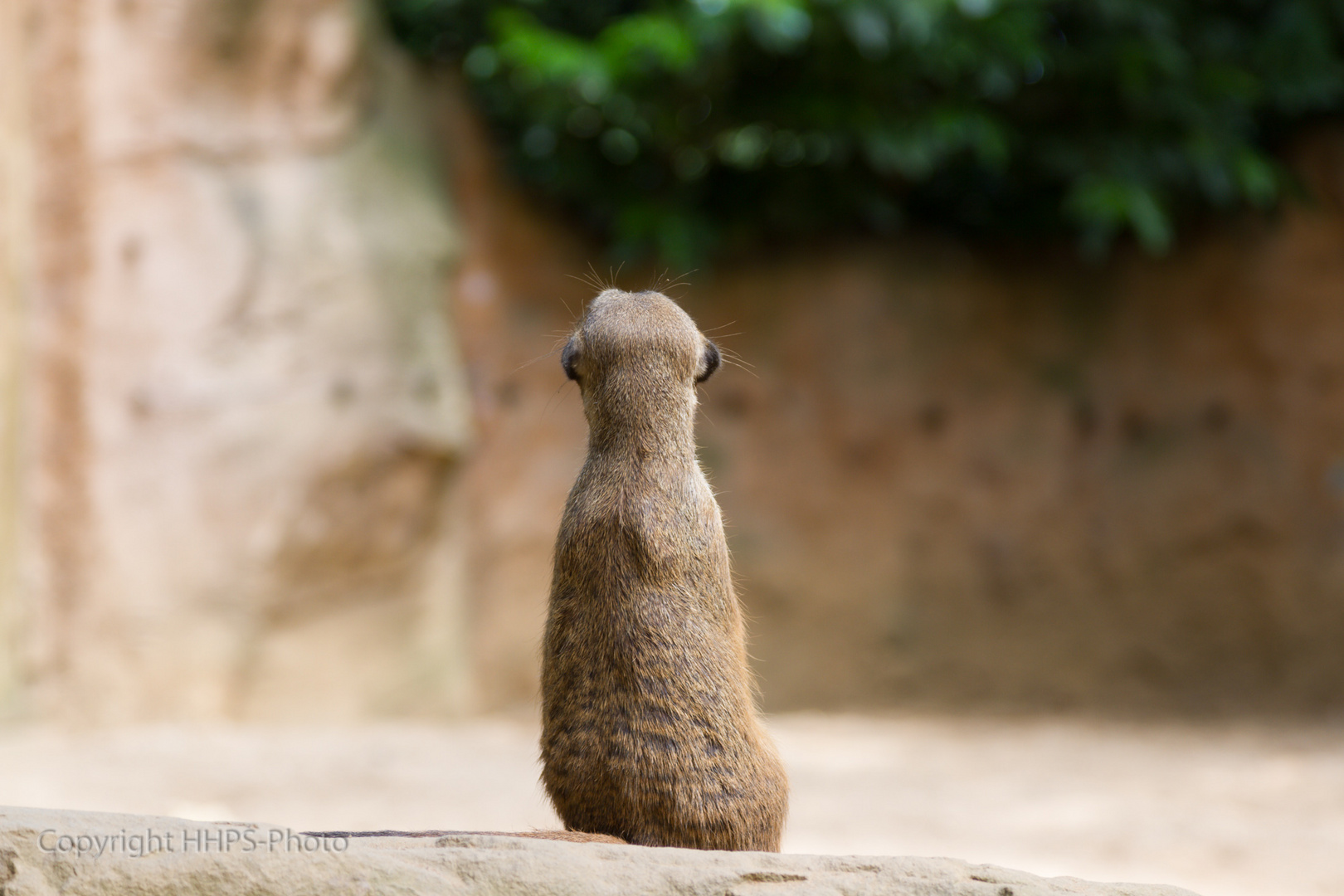 Ground Squirrel