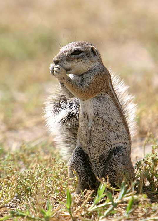 Ground squirrel / Erdhörnchen