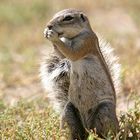Ground squirrel / Erdhörnchen