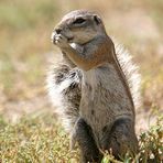 Ground squirrel / Erdhörnchen