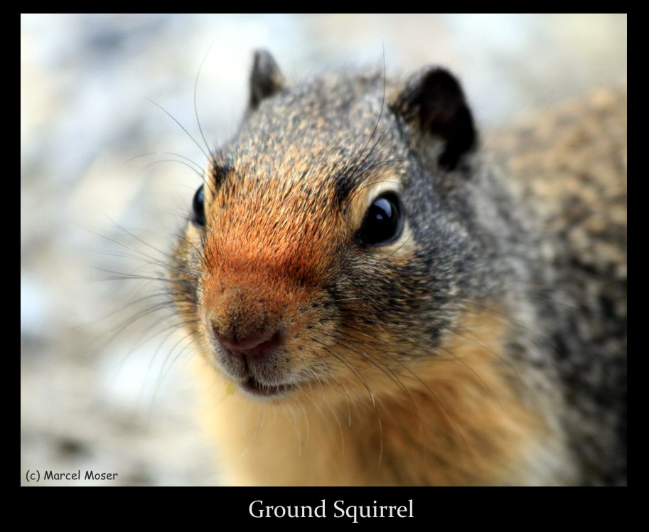 Ground Squirrel III