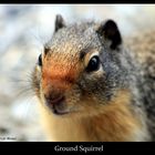 Ground Squirrel III