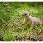 Ground squirrel in high gras 1