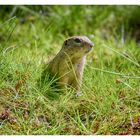 Ground squirrel in high gras 2