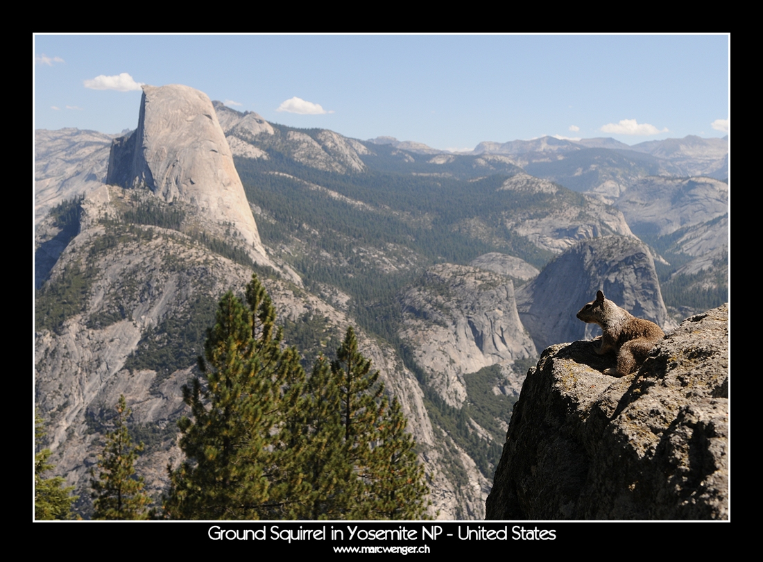 Ground Squirrel in Yosemite NP - United States