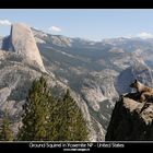 Ground Squirrel in Yosemite NP - United States