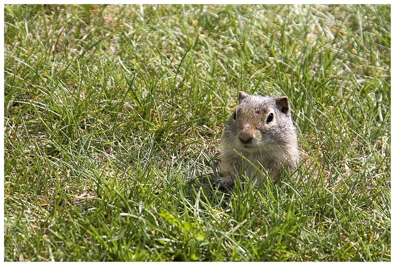 Ground Squirrel, oder ...