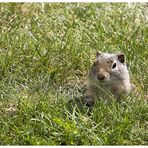 Ground Squirrel, oder ...