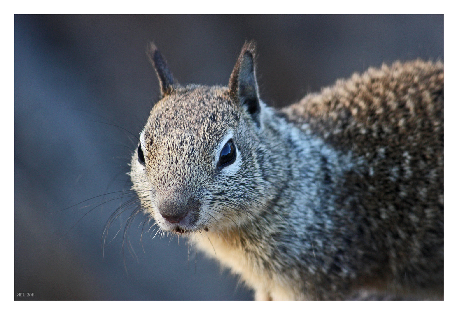 [ ground squirrel on the ground ] - I