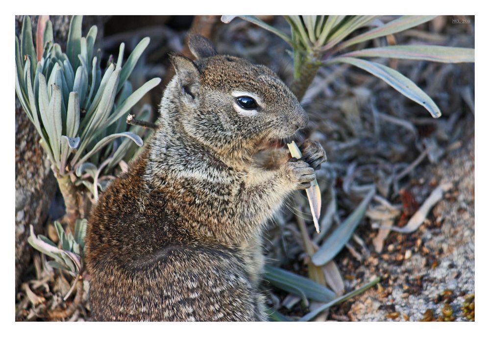 [ ground squirrel on the ground ] - II