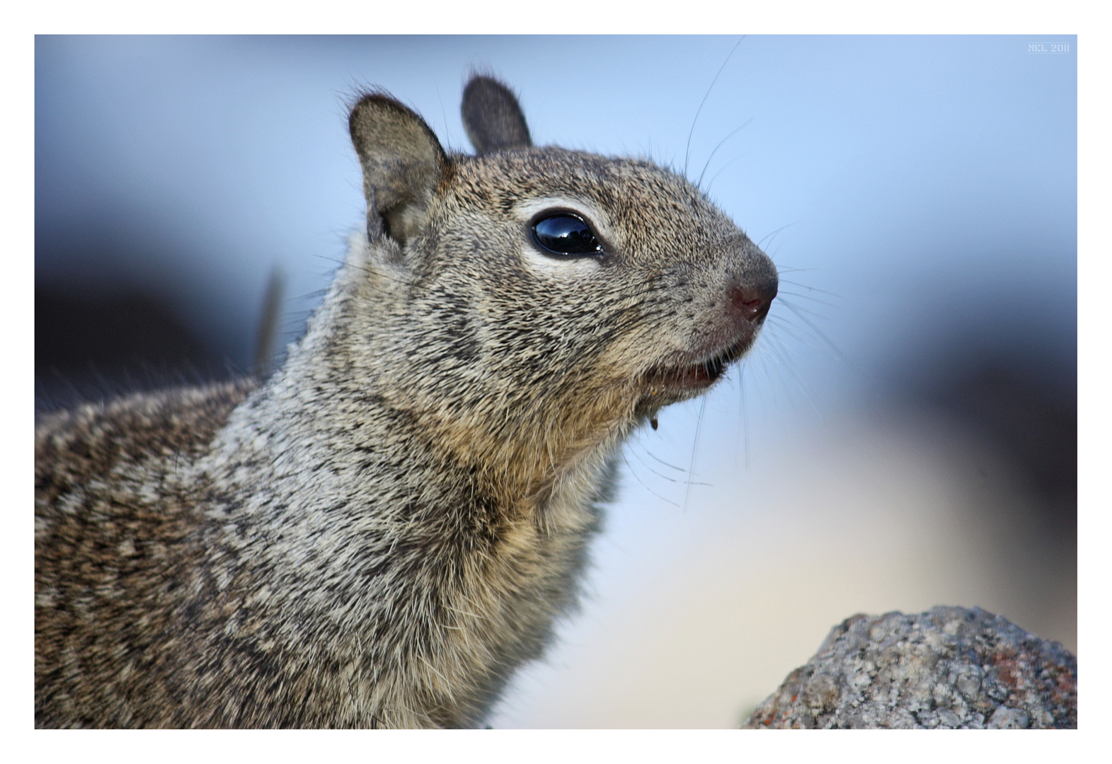 [ ground squirrel on the ground ] - IV